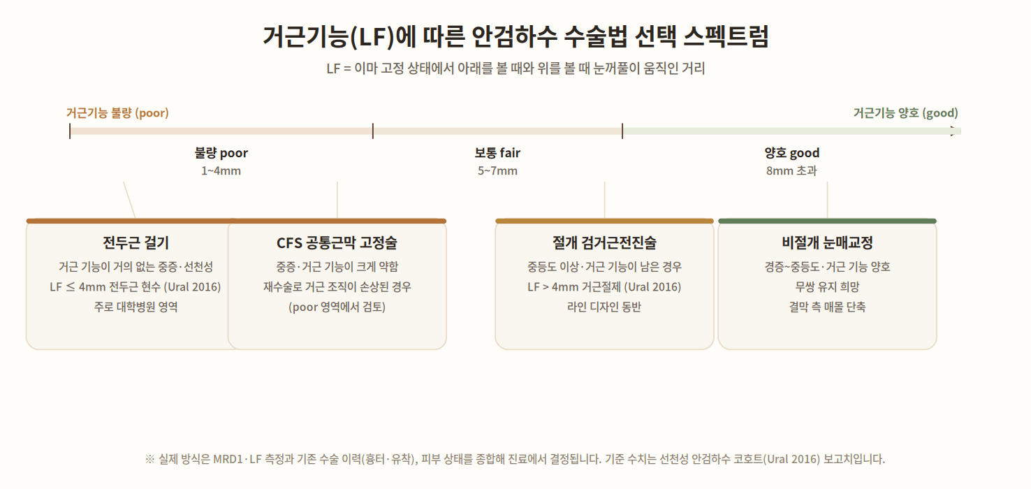 거근기능(LF)에 따른 안검하수 수술법 선택 스펙트럼 도해 — 거근기능 불량(poor, 1~4mm)에서 전두근 걸기·CFS 공통근막 고정술, 보통(fair, 5~7mm)과 양호(good, 8mm 초과)에서 절개 검거근전진술·비절개 눈매교정으로 이어지는 술식 선택 축. LF 4mm 초과 거근절제·LF 4mm 이하 전두근 현수 기준(Ural 2016) 반영