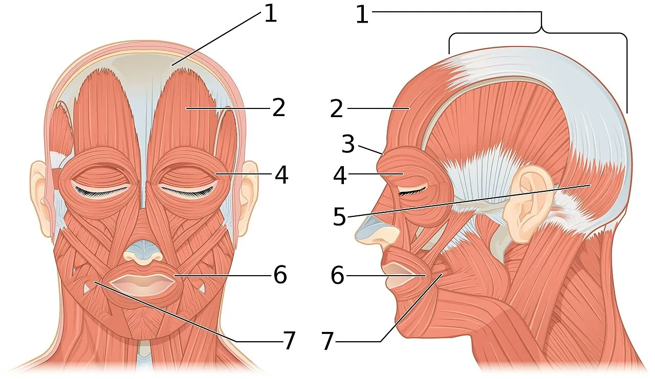 눈둘레근을 포함한 얼굴 표정근을 앞과 옆에서 번호로 표시한 해부 그림